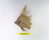 藏品(帆鰭魚)的圖片